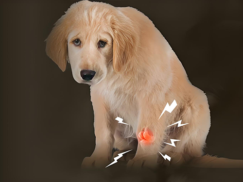 狗狗髋关节